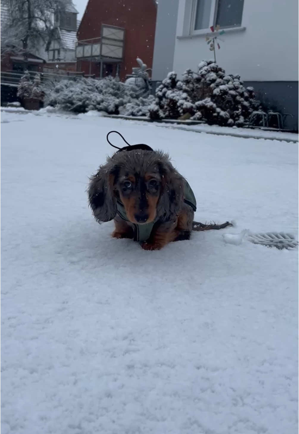 Egal wann, egal wo, Alfie meckert🥹🤍 #dachshund #dackel #zwergdackel #minidachshund #welpe #puppy 