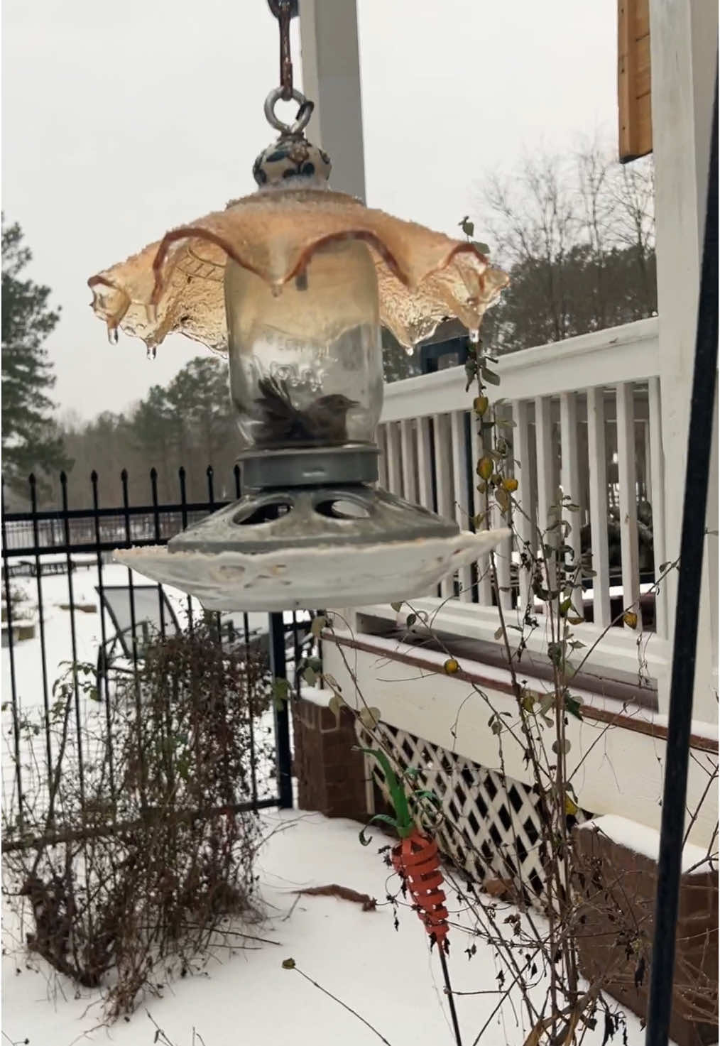 saving a bird #snowday #atlanta #georgiasnow2024 