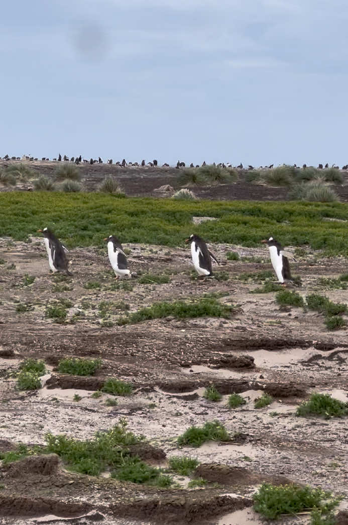 🐧🐧🐧🐧 Los Pingüieatles #falklandislands #islasfalkland #pingüinos #naturaleza #animales