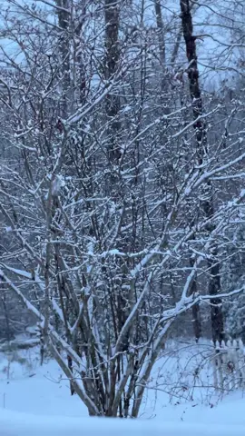 They wake to see a blanket of snow ❄️❄️ #snow #snowday #firstsnow #firstsnowfall #tennesseesnow #firstsnowoftheseason #snow2025 #firstsnowoftheyear #fyp #christmastreefarm #taylorswift 