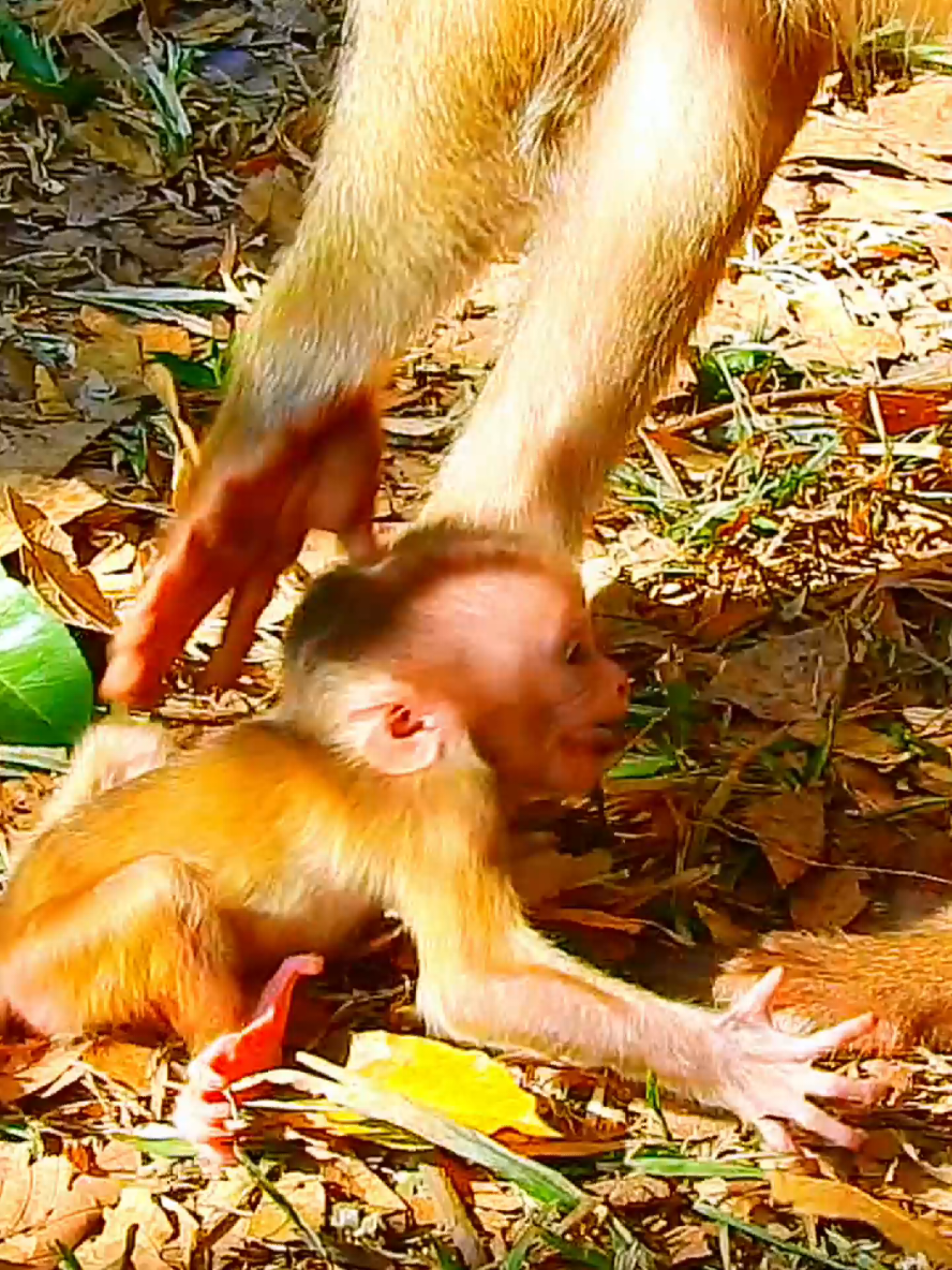 Pitiful baby monkey Lily  🐒  #fuunymonkey #cuteanimals #animalsbaby #monkey #funnyvideo 