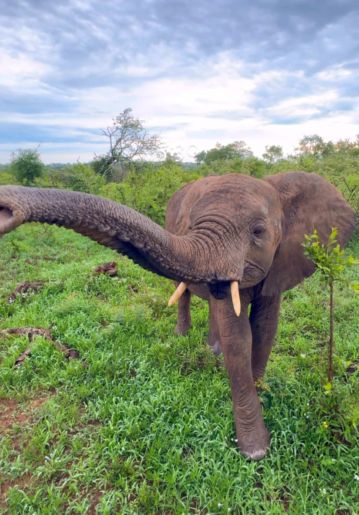 FAMILY SAFARI at Monwana 🦁🦏🐆🐘🐃 Who’s in? @MORE Family Collection  #MOREFamilyCollection #MonwanaGameLodge #ComingHome #safari #gamelodge #southafrica 