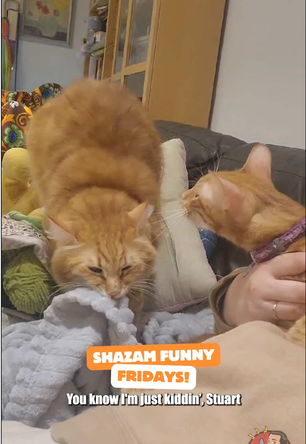 ⚡️Shazam’s Funny Friday feature comes from Timmy and Venus!  🐾 To submit your pet video, follow @shazampet then click the LINK IN BIO for a chance to have your pet featured in our next Shazam Funny Fridays Video!