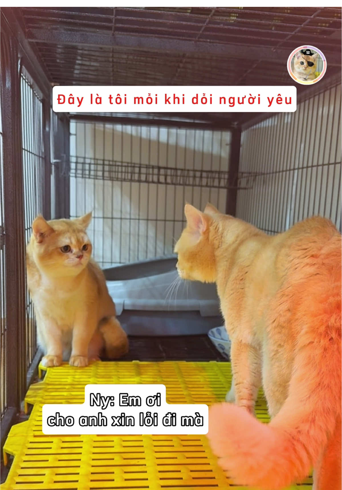 Cách dỗi người yêu hiệu quả Top 1: như video #mèohảitặc #pet #thucung #animal #catlovers #Love #funnyanimals #mèogolden 