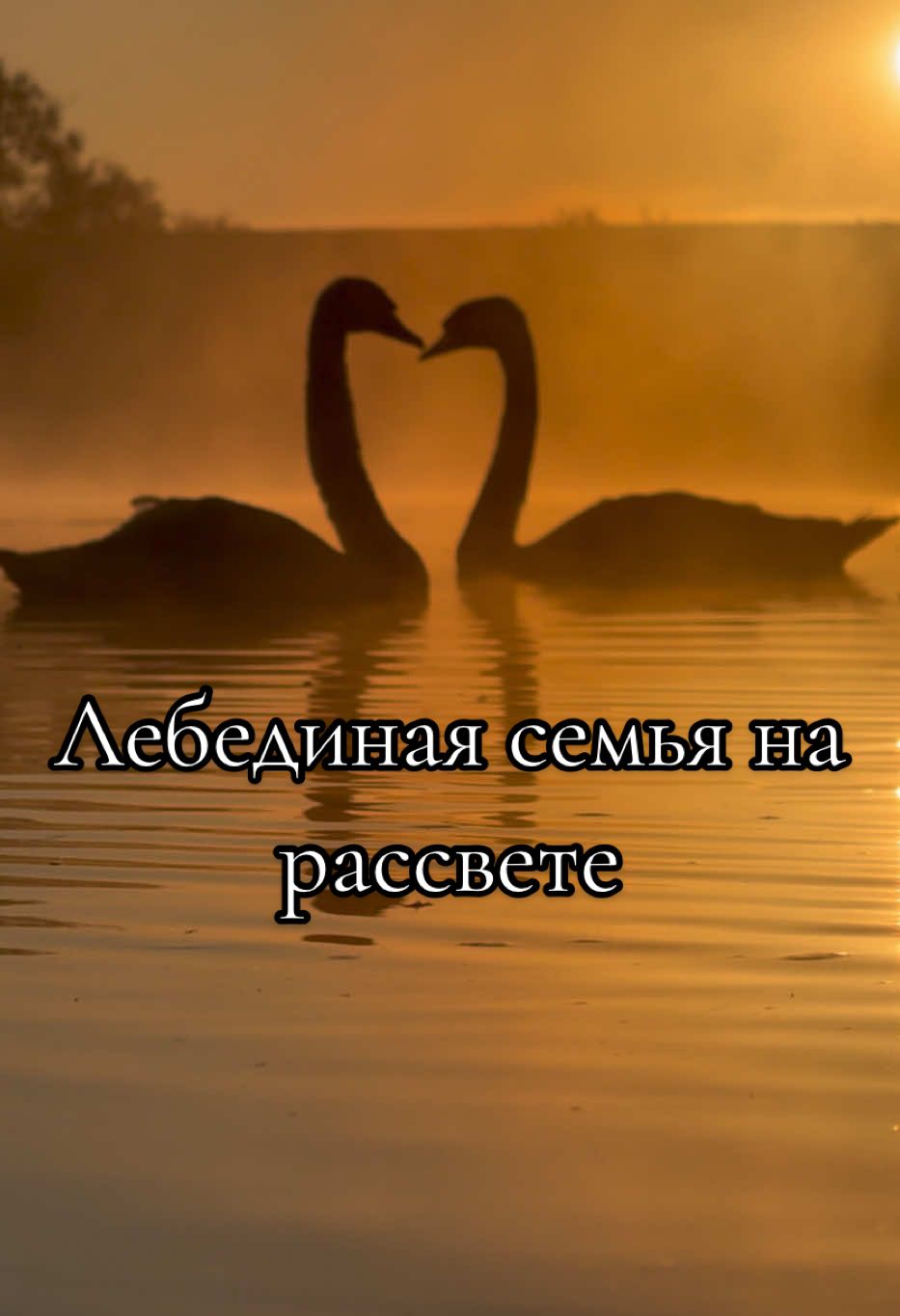 Наши любимки Алесь и Алеся на рассвете.  #лебедь #милоевидео #swan #swans #лебеди #мило #утром #рассвет #лебединаясемья #🦢🤍🦢 