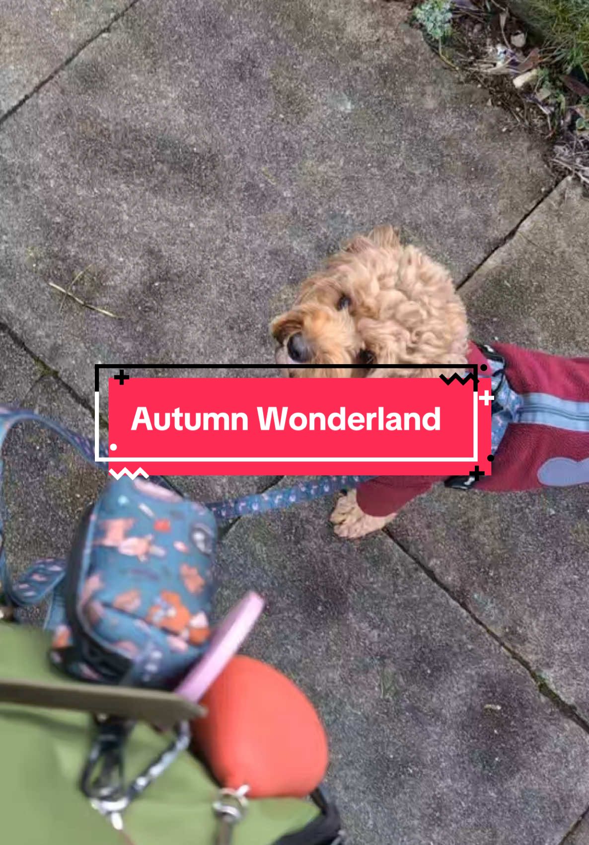 Get it before it’s gone and get 20% off the Autumn Wonderland collection. Plus don’t forget those TikTok vouchers to save even more!  Thank you @ElsK9Coaching for the video #dogtok #januarysale #dogharness #dogaccessories #dogwalks 