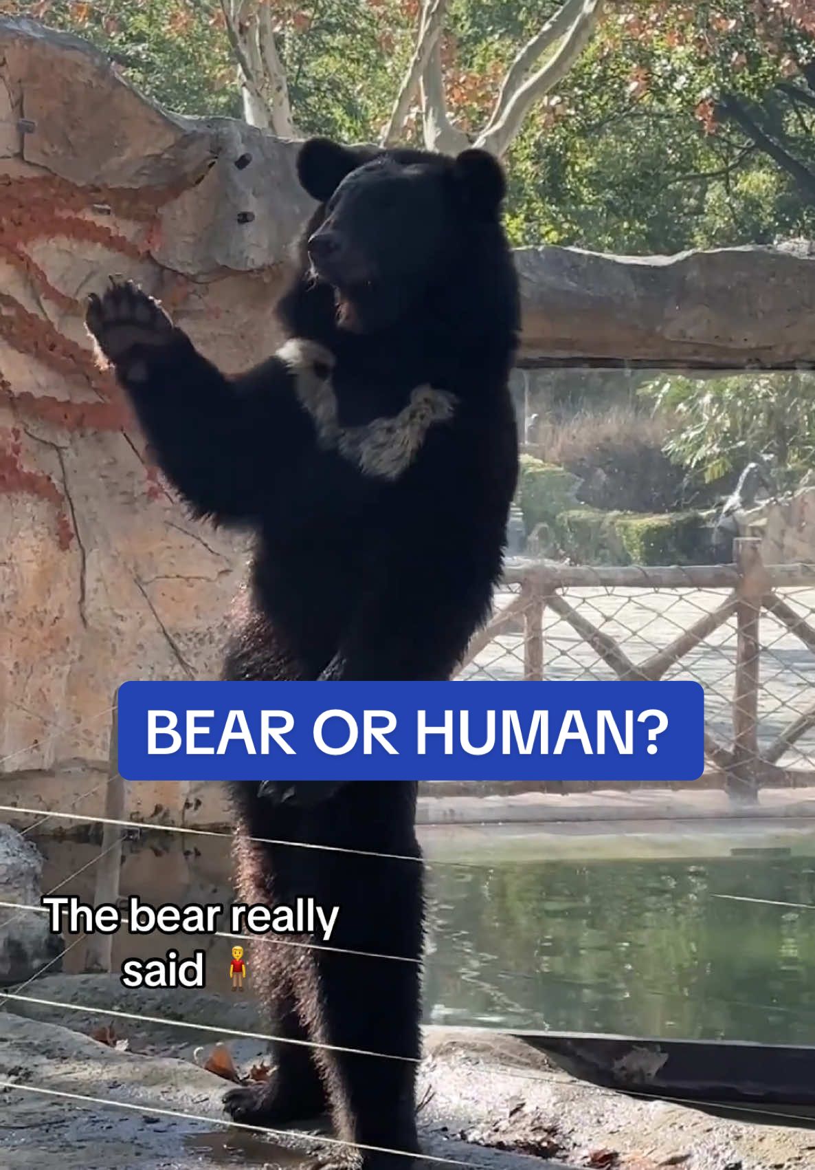 This is the amusing moment a bear stood upright like a human at a zoo in China. a Chinese zoo has faced accusations of having a human disguised as a bear.  A viral video showed a black bear standing upright on its hind legs, leading some zoo-goers to believe it was a person in costume.  The zoo has denied the allegations surrounding the incident. 🎥 Viral Press  #bear #china #zoo #human #costume #animal #animals 