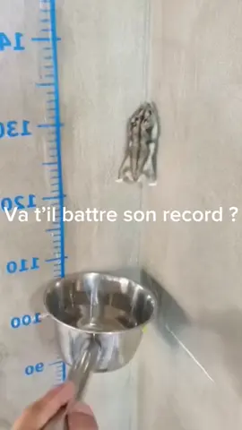 Le hamster va t’il battre son record ! 💪 #animaux #animal #hamster #mur #surprenant #amusant #casserole #animalsoftiktok 