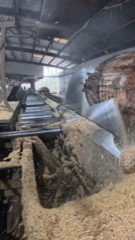 “Watch as I tackle a massive pine log using a solid tooth saw! Witness the power and precision required to cut through this giant timber, step by step. It’s a satisfying process you won’t want to miss! #PineLog #Sawing #Woodworking #Timber #Carpentry #HandTools #SawingLog #Woodwork #OutdoorSkills #DIYProjects”