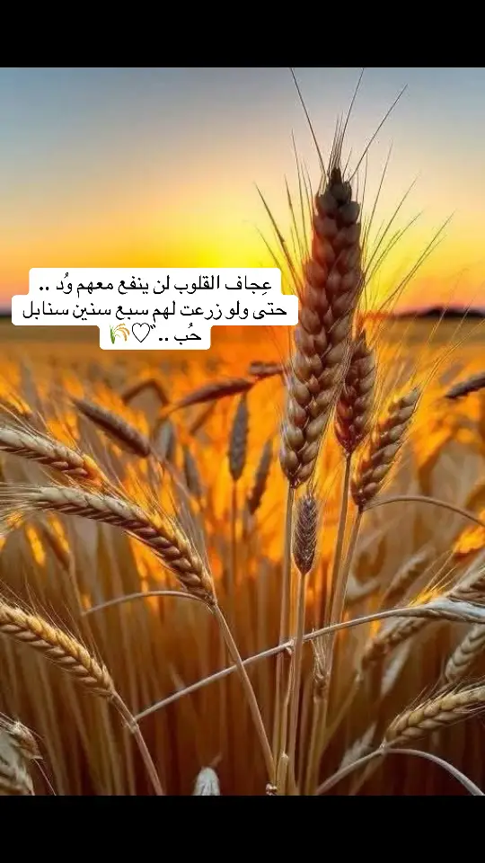 عِجاف القلوب لن ينفع معهم وُد .. حتى ولو زرعت لهم سبع سنين سنابل حُب ..♡゙🌾