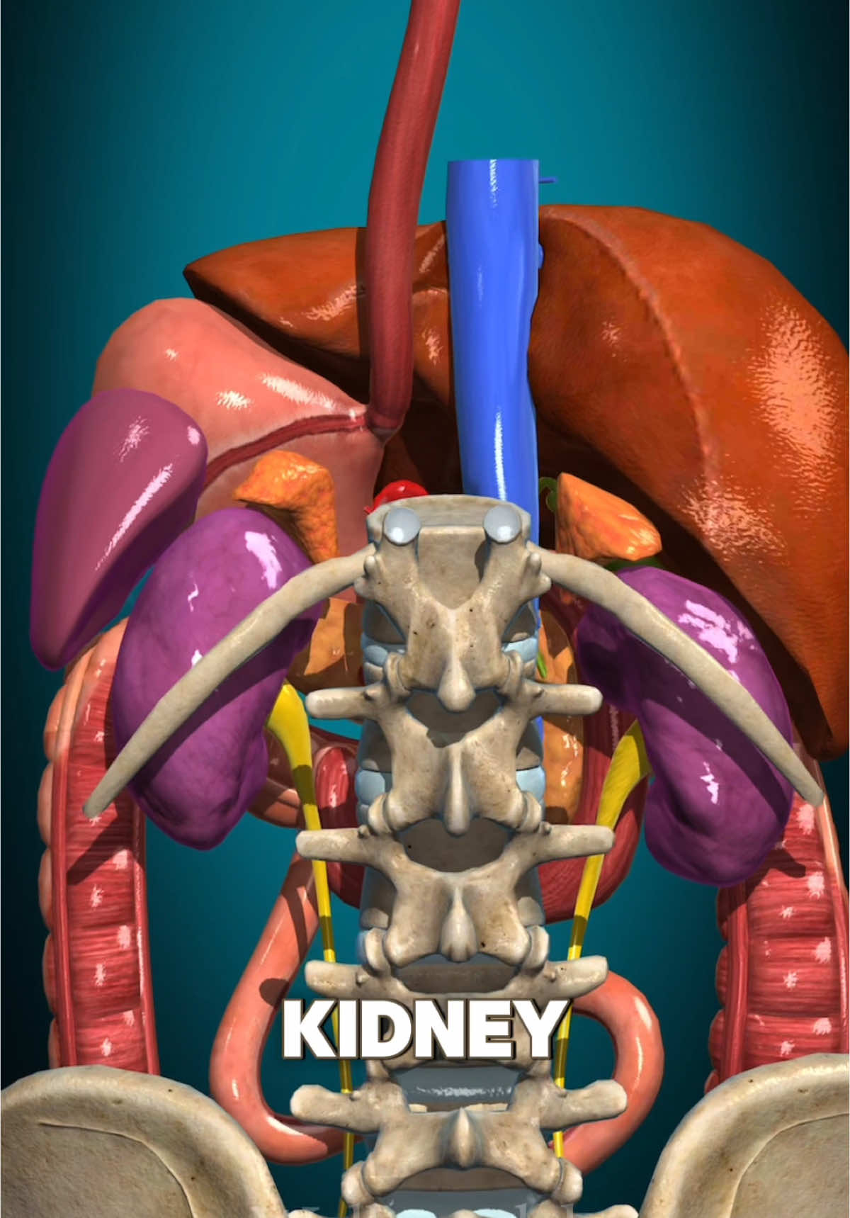 THIS IS WHAT WILL HAPPEN TO THE KIDNEY IF YOU EAT LATE AT NIGHT. #kidney #usa_tiktok #usa🇺🇸 #unitedstates #unitedkingdom 