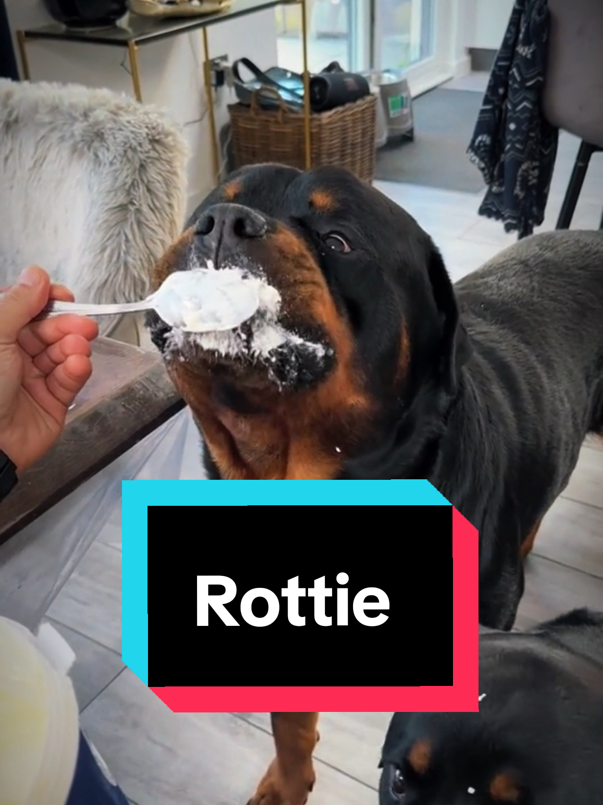 meet the Rottweiler, a giant softy.  video is for satirical purposes only.  credit and shoutout goes to the content creators and dog owners featured in the video.  #rottweiler #rottie #rottiesoftiktok 