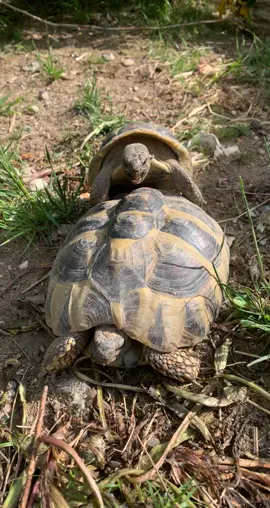 THAT FRIDAY FEELING… #animal #friday #vocal #funny #loud #Love #couple #parents #fun #tortoise #animals #sjovt #hilarious #viral #foryou #foru #foryoupage❤️❤️ #f#fypf#fuf 