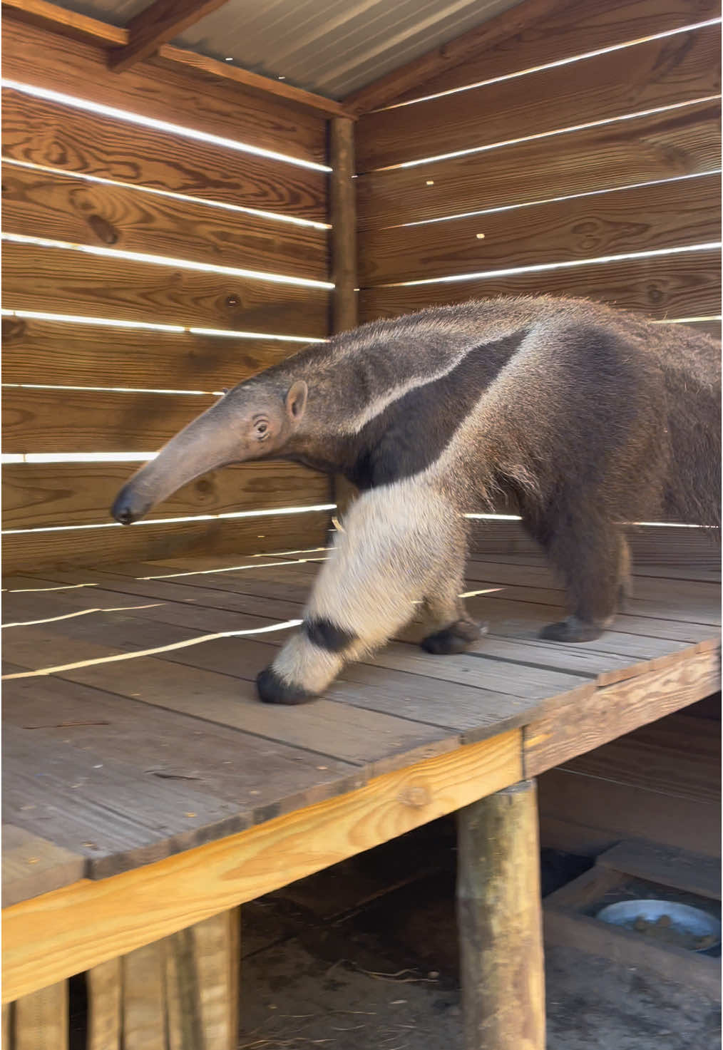 From his throne - a vantage point of undisputed authority - our mighty giant anteater, King Bumi, commands respect. Look at that majestic descent, the stride of a true monarch as he steps down to patrol his domain. Every sweep of his bushy tail, every sniff from his massive snoot, and every deliberate movement speaks to the ancient wisdom and power of His Majesty. Truly, a king among us. Witness Bumi’s rule in person during your next visit to the Wildlife Center. Long live the King! 👑 #fyp #foryou #bumination #anteater 