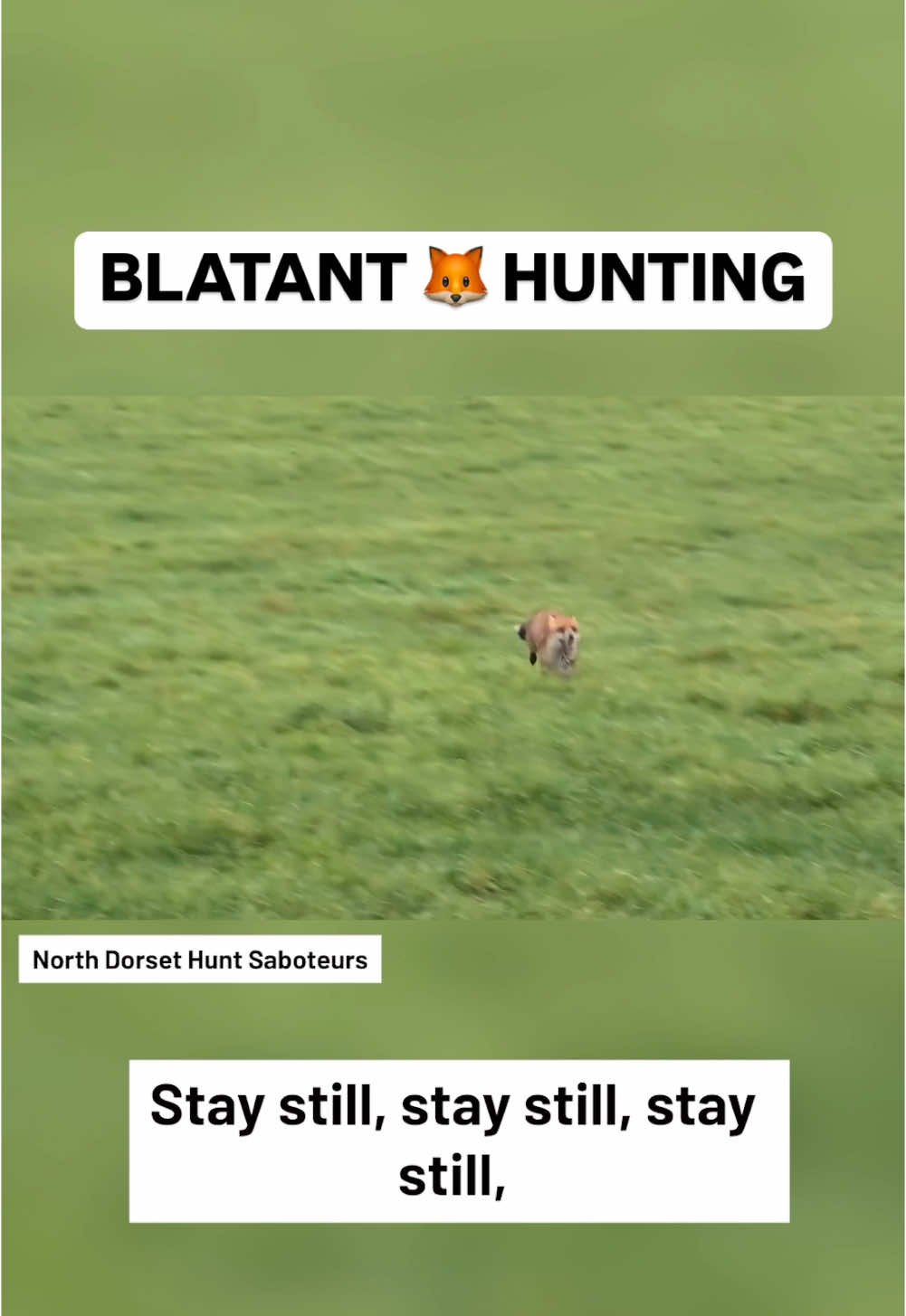 Blatant fox hunting from the BSV Hunt as a fox has to run between the legs of a sab to escape the hunt. Shocking scenes. #endhunting #antihunt #fox #foxes #wildlife #britishwildlife 