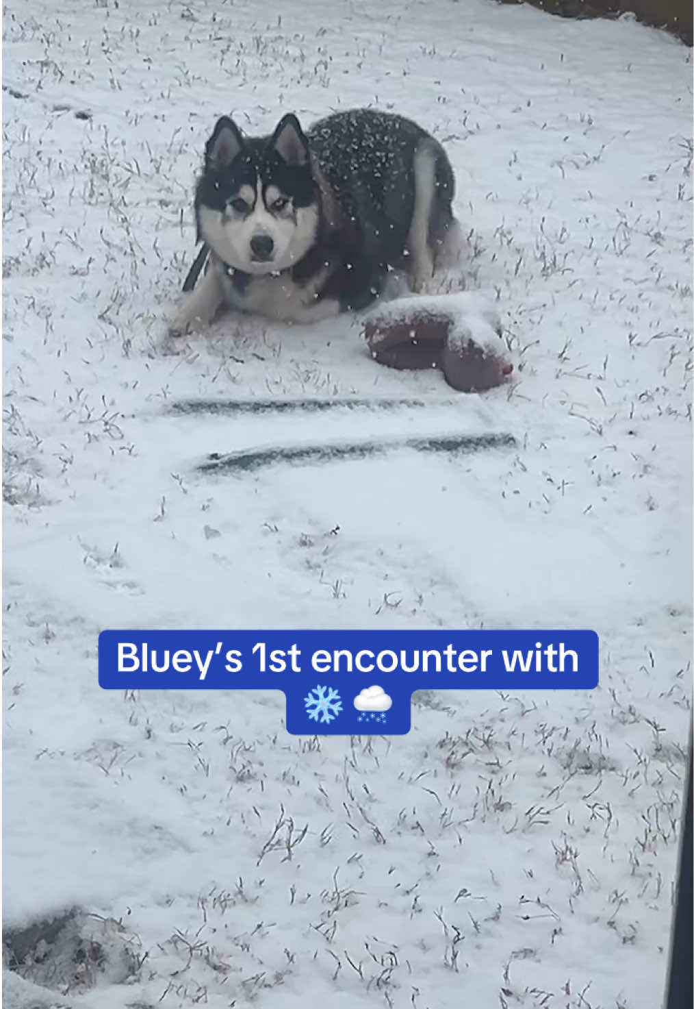 God even answers Dogs’ prayers 🙏🏾 ❄️(relate to last video) #snowday #huskysoftiktok #snowdog #colderweather #fyp #snowtok #huskytok #huskylovers #tnsnowday  #creatorsearchinsights 