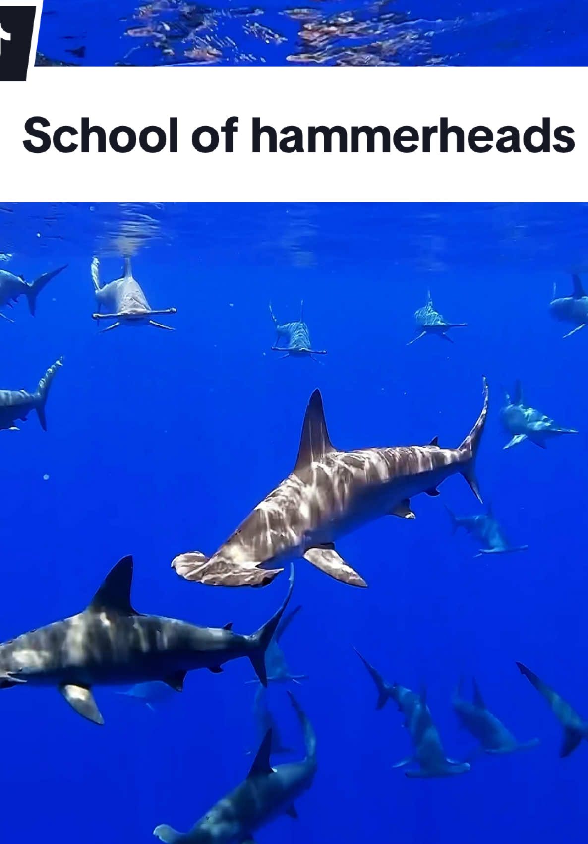 These beauties should start showing up soon & we couldn’t be more excited! Scalloped hammerheads migrate up our coastline in Kona anywhere from January- June but the sightings are totally random & sporadic. We haven’t seen large schools yet but we are on the edge of our seats!! @KaimanaOceanSafari  🔨🦈  #hammerhead #scallopedhammerhead #kona #hawaii #sharkdiving #savesharks #sharkdiver #ocean #kailuakona 