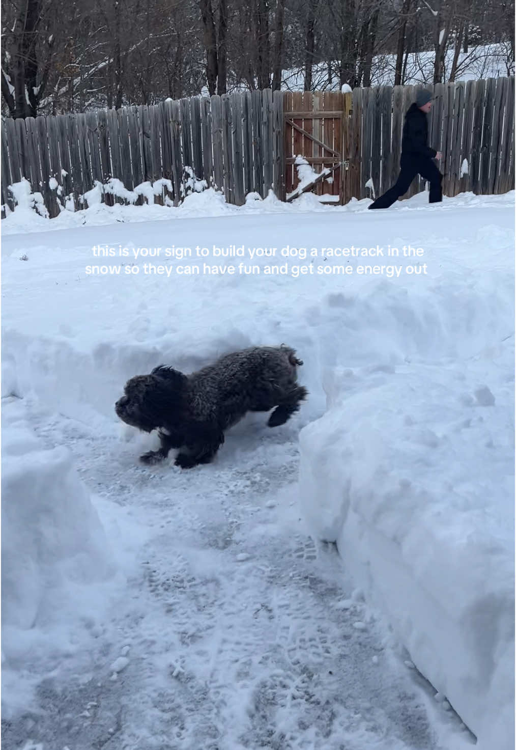 It’s his first time in the snow! He wasn’t a fan at first but now he likes it! ❄️ (he also hates his coat)  #snowstorm #kansas #puppy #dogsinsnow #shipoopuppy 