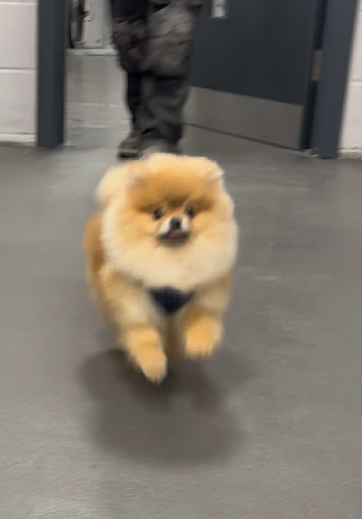 If you ain’t spinning you ain’t winning 🌪️ #pomeranianpuppy #pomeranian #puppy #fyp #foryoupage 