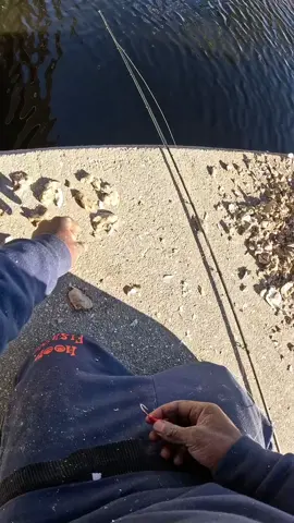 Went  sheepshead’s fishing today at a new spot i found and caught a lot of sheepsheads and a nice size Black Drum I wasn’t expecting to catch a drum really thought it was big old sheepsheads 🔥🔥🔥🎣#hoodfishing 