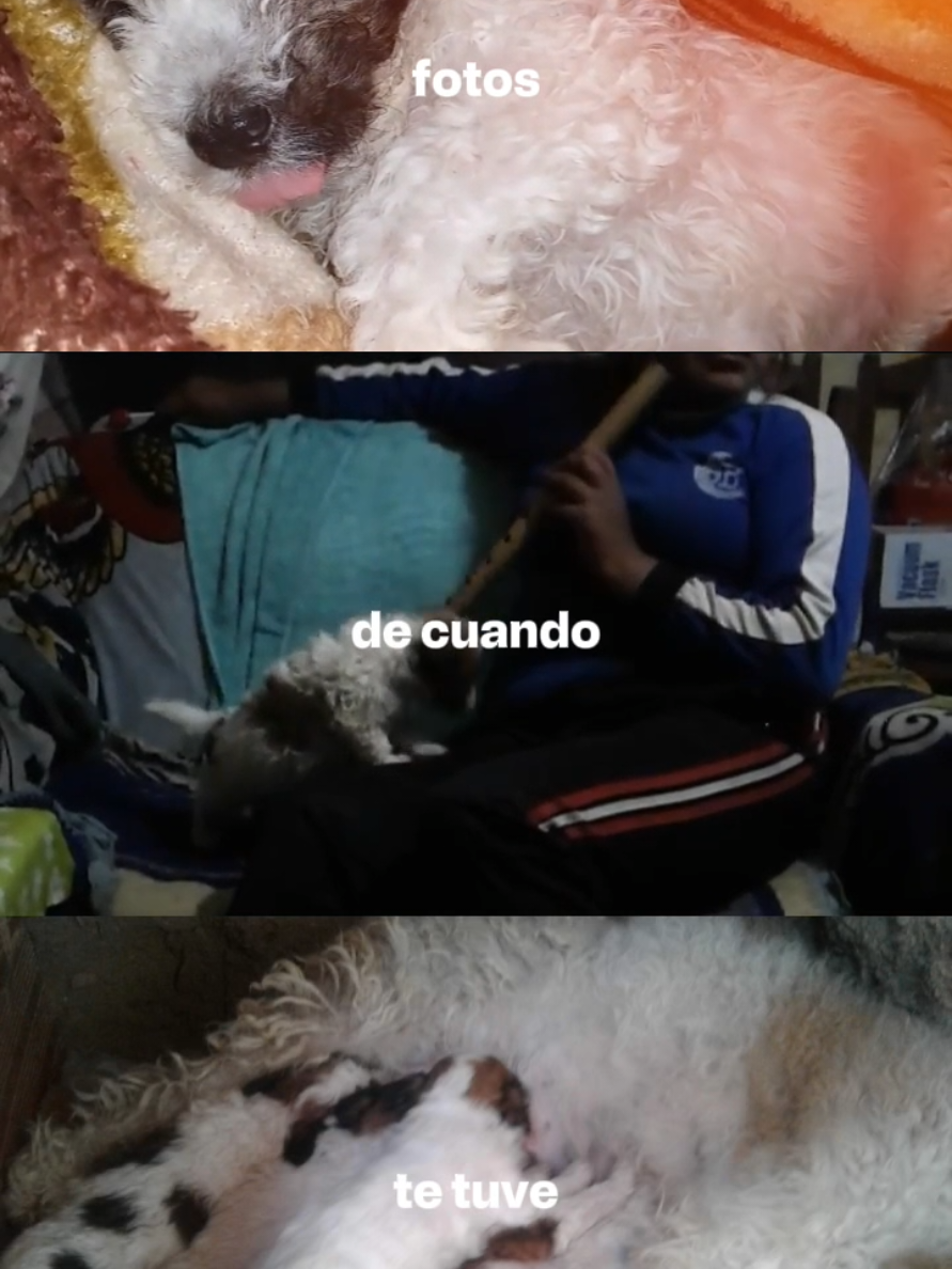 Yo también desearía tener más fotos de mi bebé pero es lo poco que tengo de el ❤️‍🩹❤️‍🩹 #CapCut #dtmf #badbunny #perrijo #viral #DeBíTiRARMáSFoToS #DtMF #Benito #Nostalgia #Recuerdos 