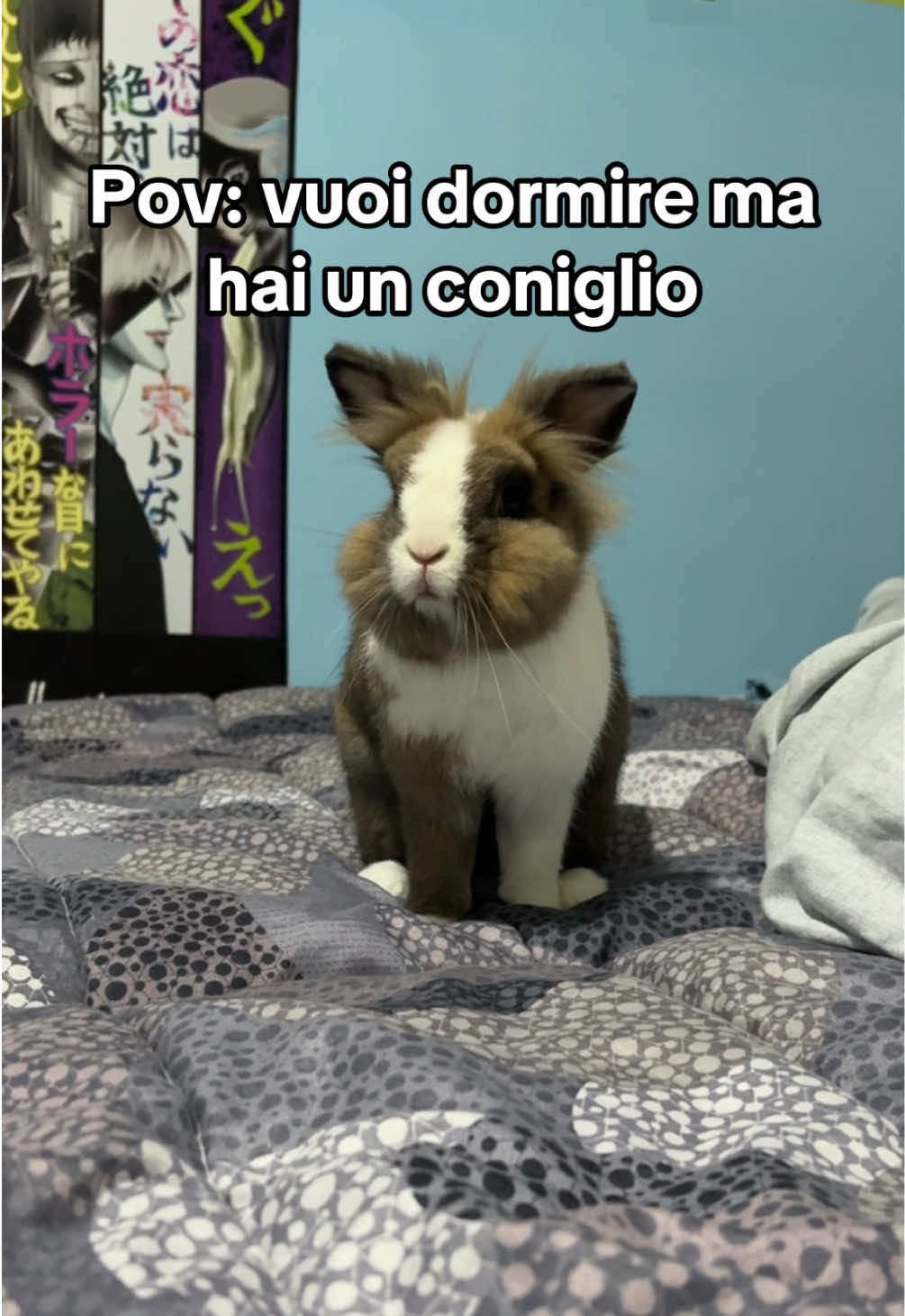 Anche i vostri animaletti hanno un picco di energia all’una di notte? 😭 #coniglio  