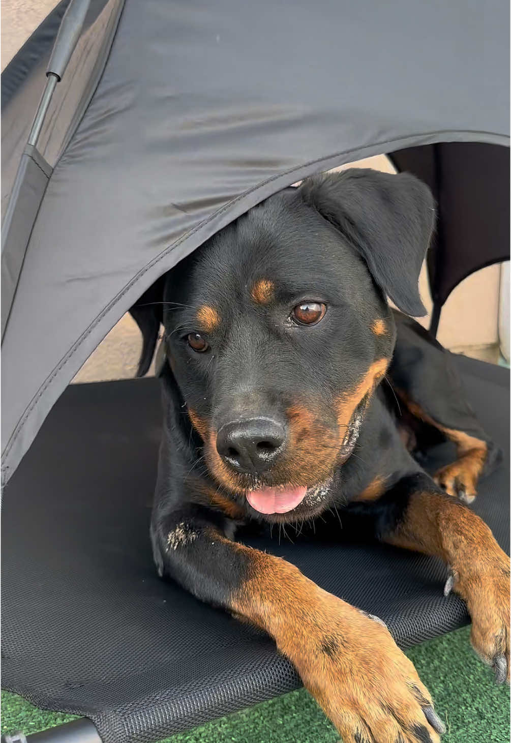 The model for this product video is Angel baby ☺️  Yup that’s her name! . . . . . #outdoordogbed#elevatedogbed#dogbed#rottie#rottweiler#rottweilersoftiktok#dogsoftiktok  