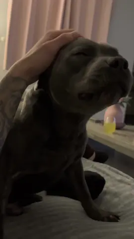 Mlems for days #staffy #staffordshirebullterrier #staffies #staffie #staff #staffysoftiktok #puppy #puppies #fyp 