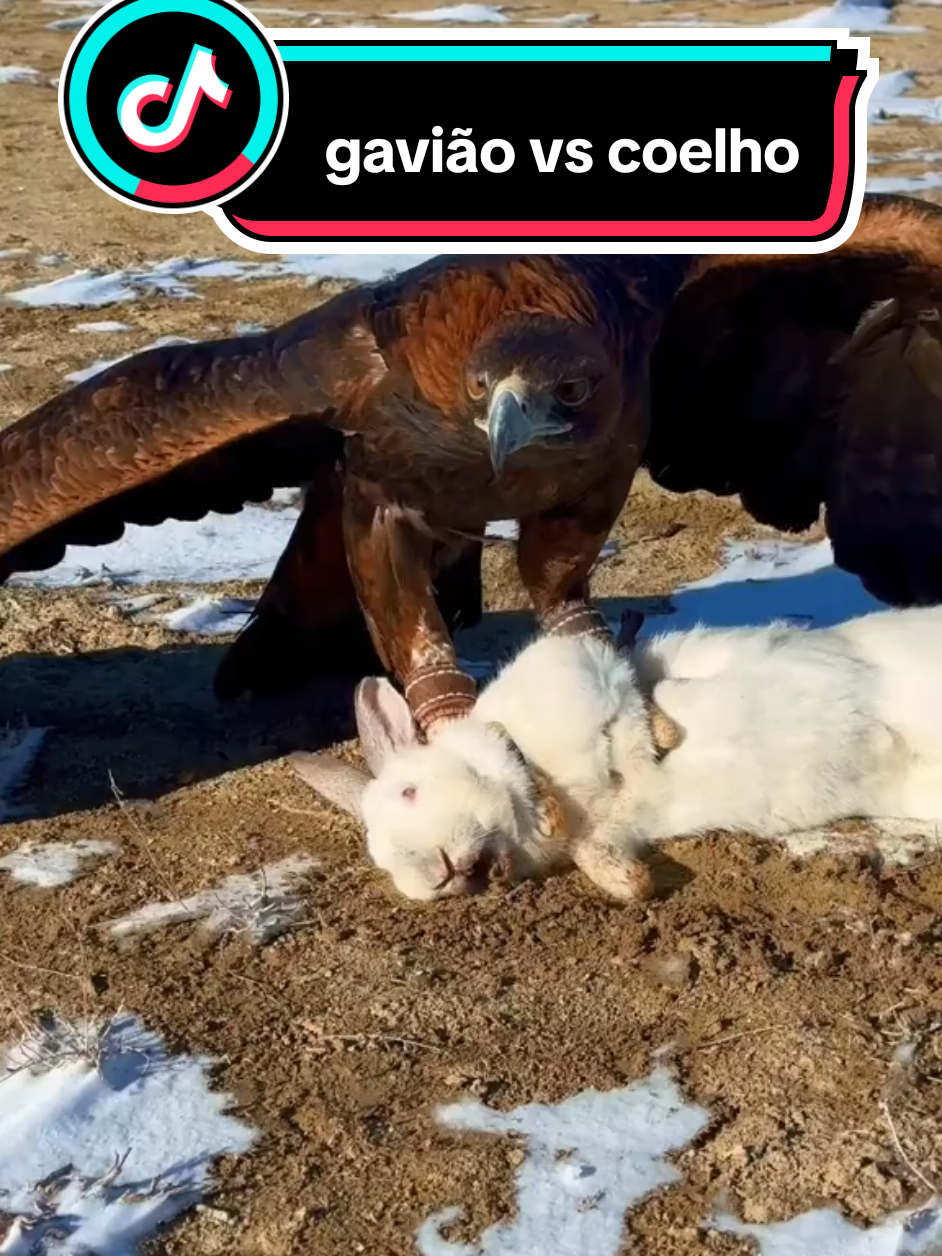 #selvaanimais #ferasbravas #animaisferoses 