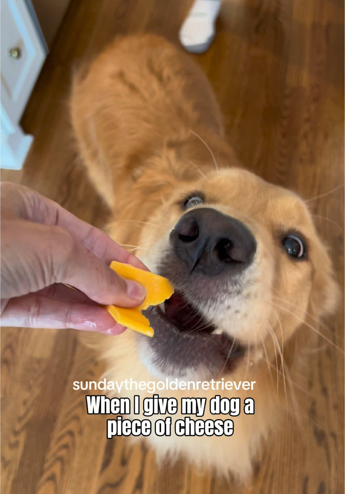 Cheese please. 🧀👅 #goldenretriever #funnydog #dogsoftiktok #peekaboo 