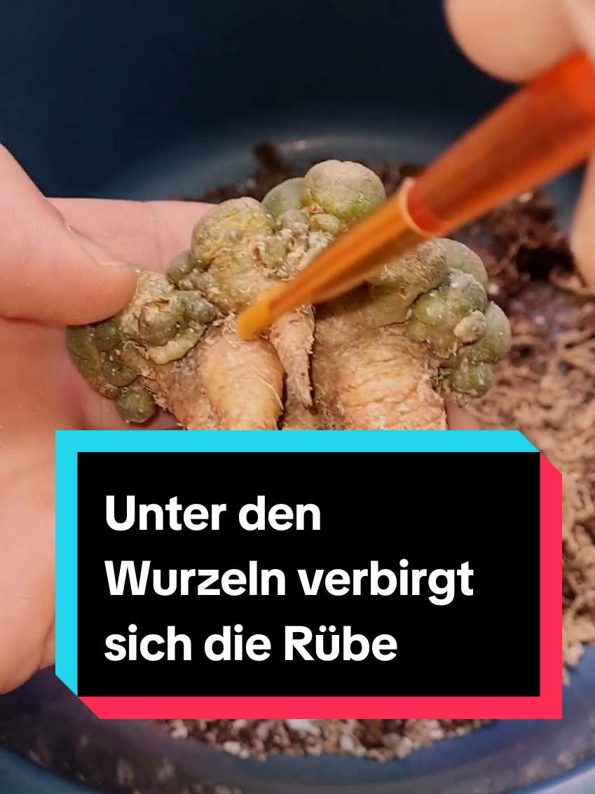 Der Peyote ist ein sehr beliebter Kaktus unter Liebhabern. Bei der Wurzelbehandlung streiten sich hier extrem die Geister. Ich nehme mich der Technik wie in Asien und Thailand an und schneide die Rübe komplett frei. Das sorgt für neue frische und mehr wurzeln. #tiktokplants #plants #pflanzentipps #selfmade #plantsoftiktok #zimmerpflanzen #PlantTok #skills #sukkulenten #kakteen #kaktusviral #lophophorawilliamsii 