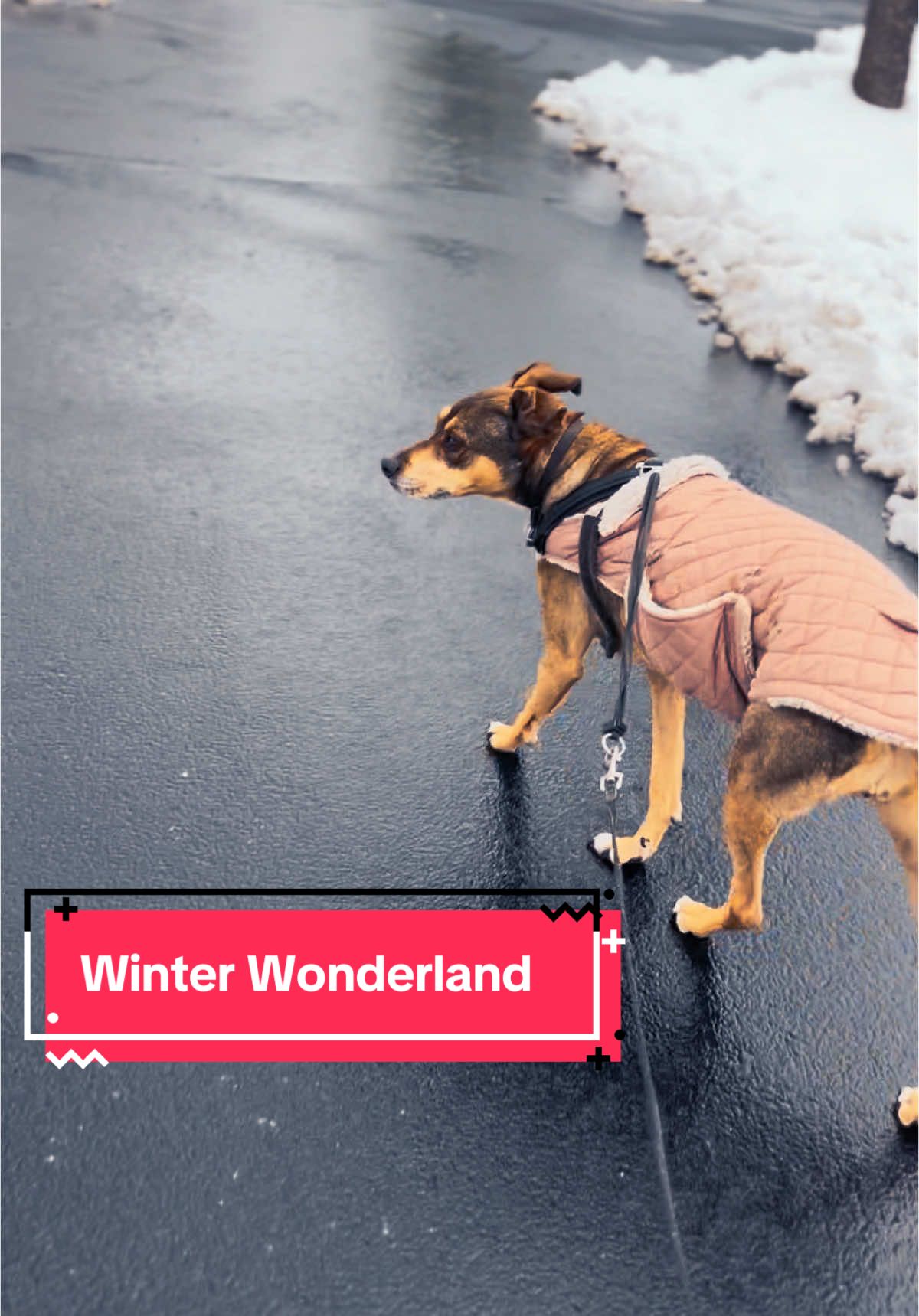 Adventures in a winter wonderland.  #snow #dogsoftiktok #winter