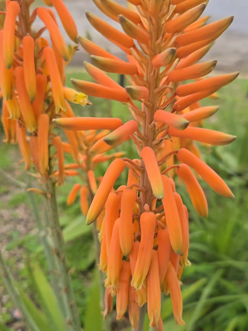 Our aloe plant finally flowering!!  It's such a beautiful sight, and I've heard the flowers are edible.  I'm curious how to prepare them to best enjoy their unique flavor.  Any tips or recipes would be greatly appreciated!  Perhaps a refreshing aloe vera flower salad?  Has anyone tried adding them to a smoothie?  #aloeflower #edibleflowers #gardening #plantsoftiktok #fyp #rgv #btx #losfresnos #plants 