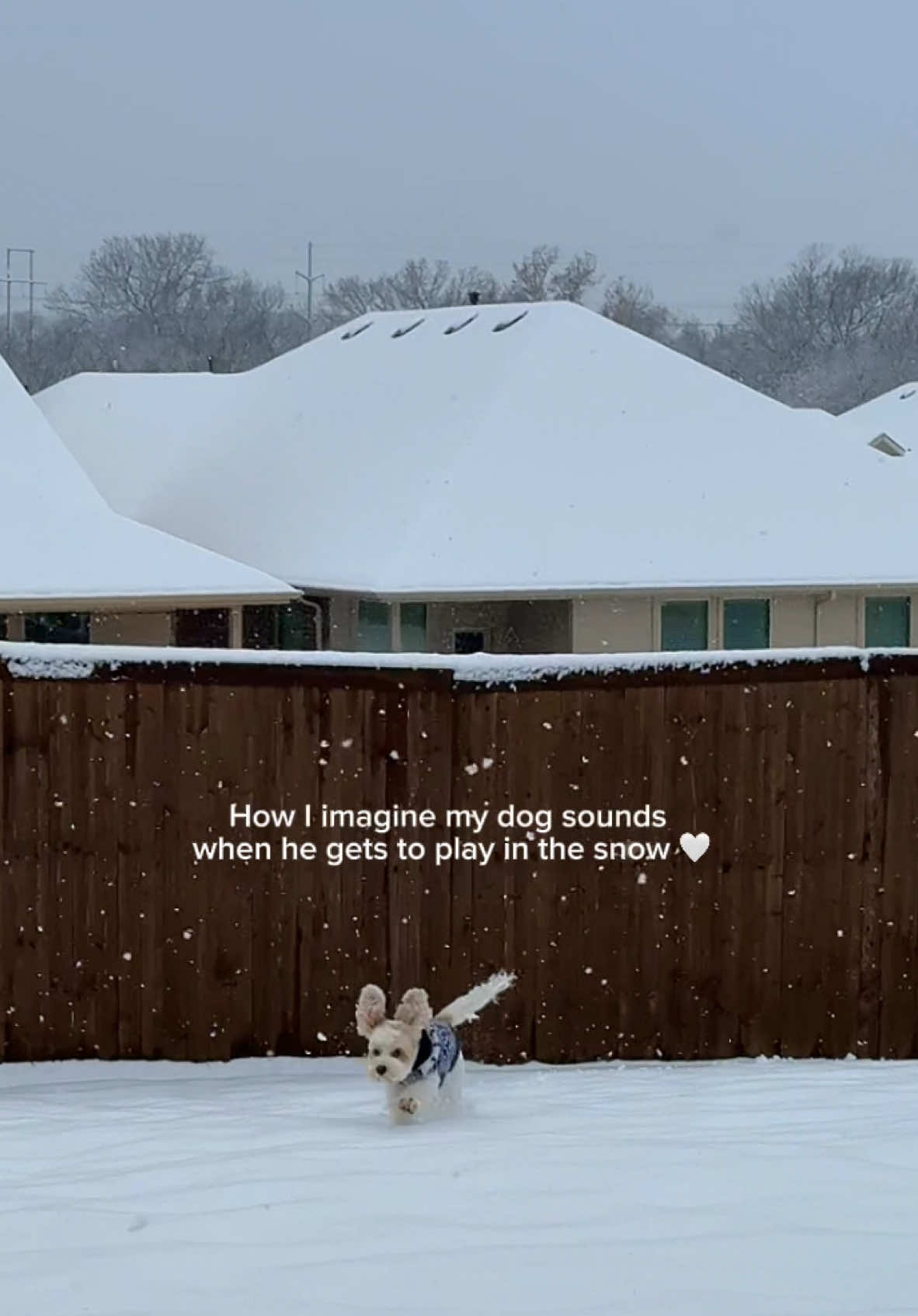 This is exactly how nugget sounds in my head 🥹 #dogsoftiktok #cockapoo #cockapoosoftiktoks #dallas #dallaska #snow #fyp 