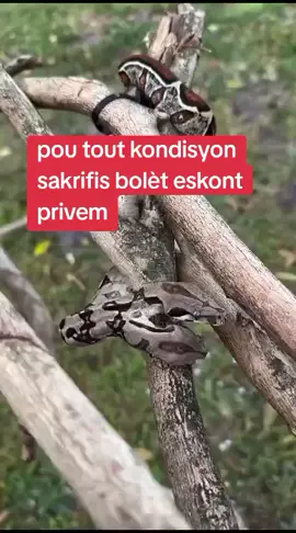 Ayibobo a tout pitit lafrik ginem yo on moun ki bezwen Yon kondisyon mwen se ougan balagèl . met kontaktem nan lakou men kondisyon yo  Chaput leson 1 bòlét  2 pren chans beny chans 3 ou bezwen viza 4 sakrifis Moun sakrifis bèt 5 siw pèdi djob ou 6 siw bezwen mare yon neg ou byn yon fi 7 ougen Yon biznis ou paka van'n 8 siw paka fe pitit  9 eskont lajan pou lajan 10 loto 3 chiff  11 loto 4 chiff 12 loto 5 chiff 13 si vwayaj ou mare 14 trètman maladi  15 si lajan paka ret nan menw 16 siw gen yon bagay pèdi 17 siw gen yon neg li pavel baw kob  18 siw paka aprann lekòl 19 mare Fanm mare gacon 20 Mwn travay andistans pa ekrim siw pa gen bezwen🇨🇦🇭🇹🇱🇷🇧🇷🇦🇿🇰🇷🇦🇹🇦🇸🇦🇷🇨🇱🇧🇧🇧🇦🇦🇿🇦🇼 kèlkewas peyi wap viv.#ayibobo #buenos @tout les tiktokeur 
