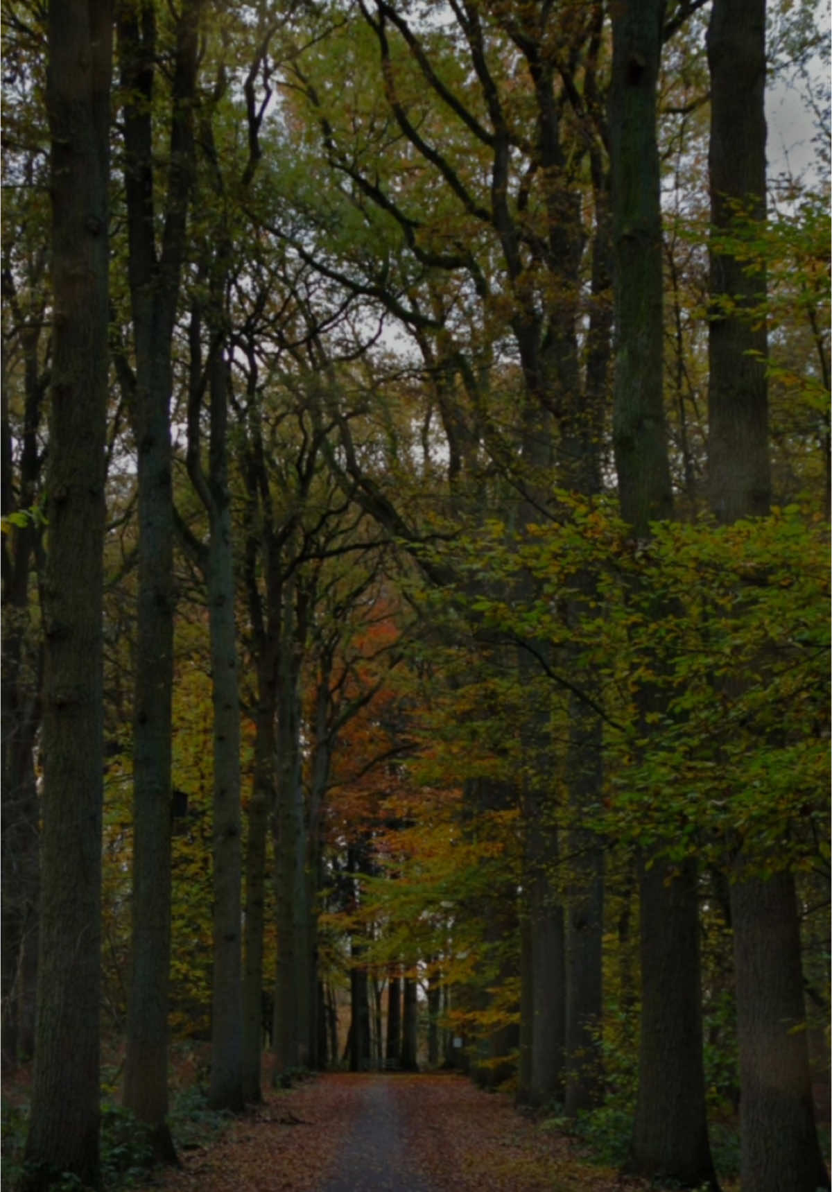 A calm walk through the woodland <3 