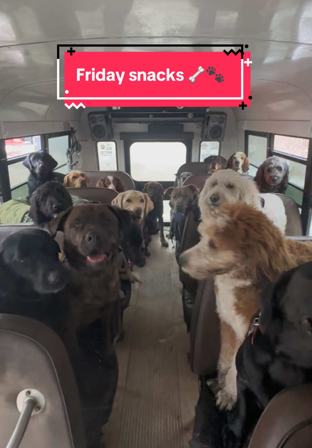 Friday snacks! Thank you Armi and Aaron! 🦴🐾  #dogpack #dogsnacks #dogbus #dogtok #dogwalker #dogsontiktok 