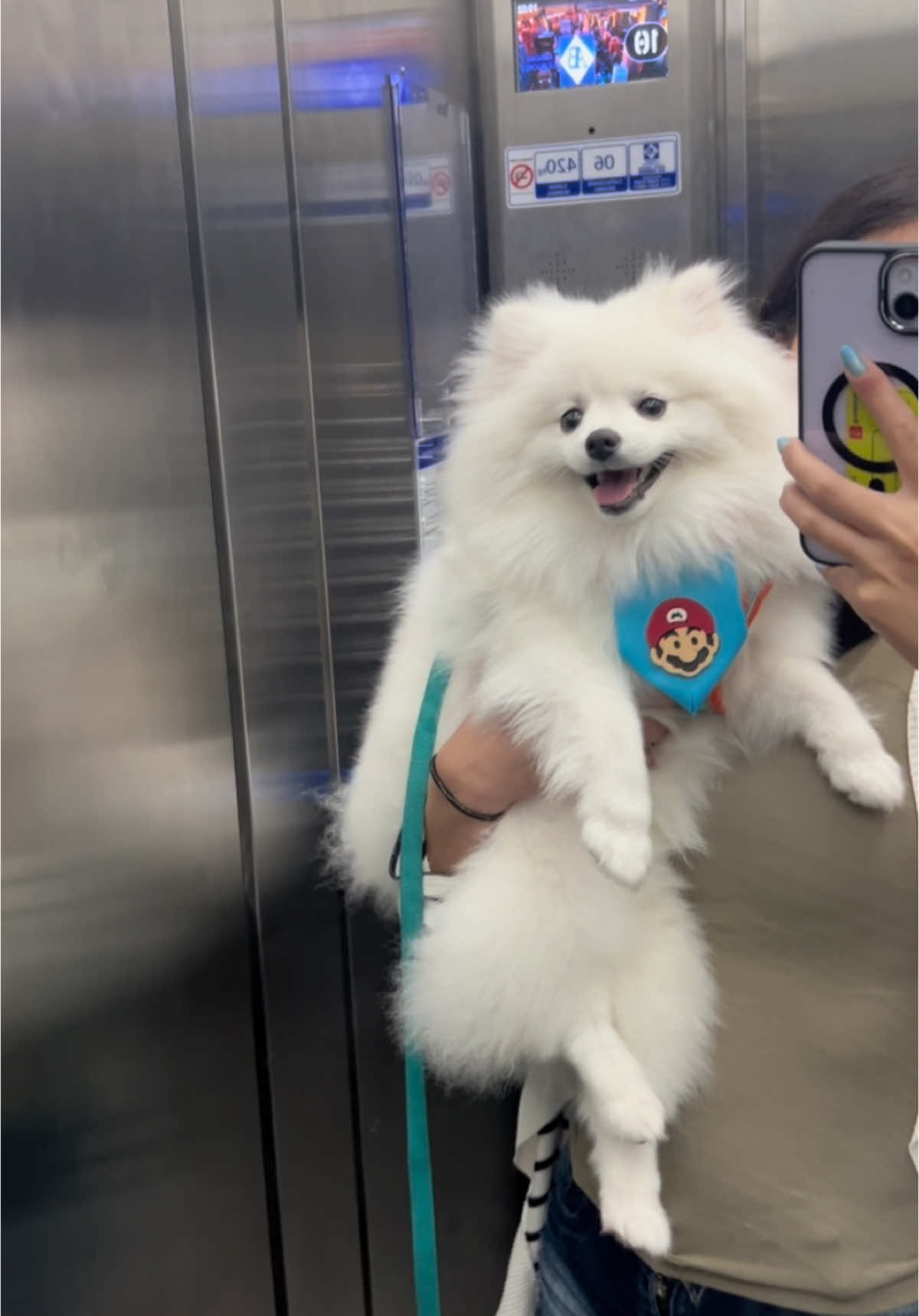 Meu luluzinho 💖 #spitz #lulzinho #anao