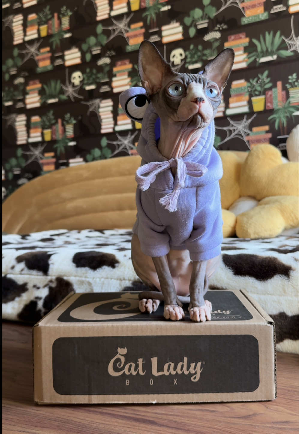 This month's @CatLadyBox is here. 🖤 The blanket in this box was much needed brrr 🥶  Also, the shirt is so very accurate 😂 Affiliated #catladybox #sphynx #sphynxcat #asmr #hairlesscat #cats