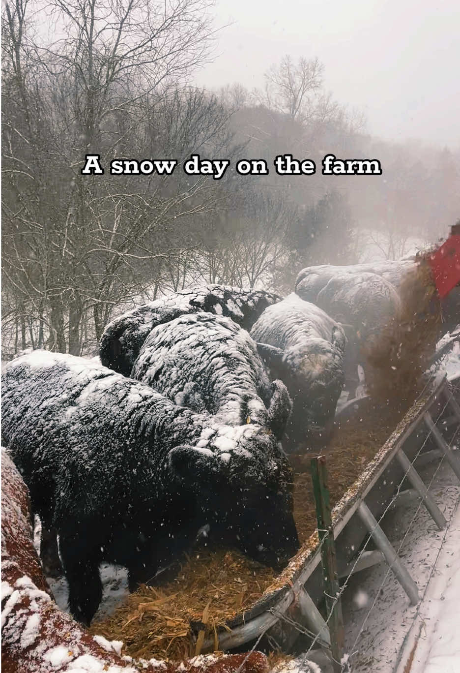 Check out this scenery. The herd is enjoying being snowed in on the farm.#farm #farmlife #farmfamily#snow#fun 