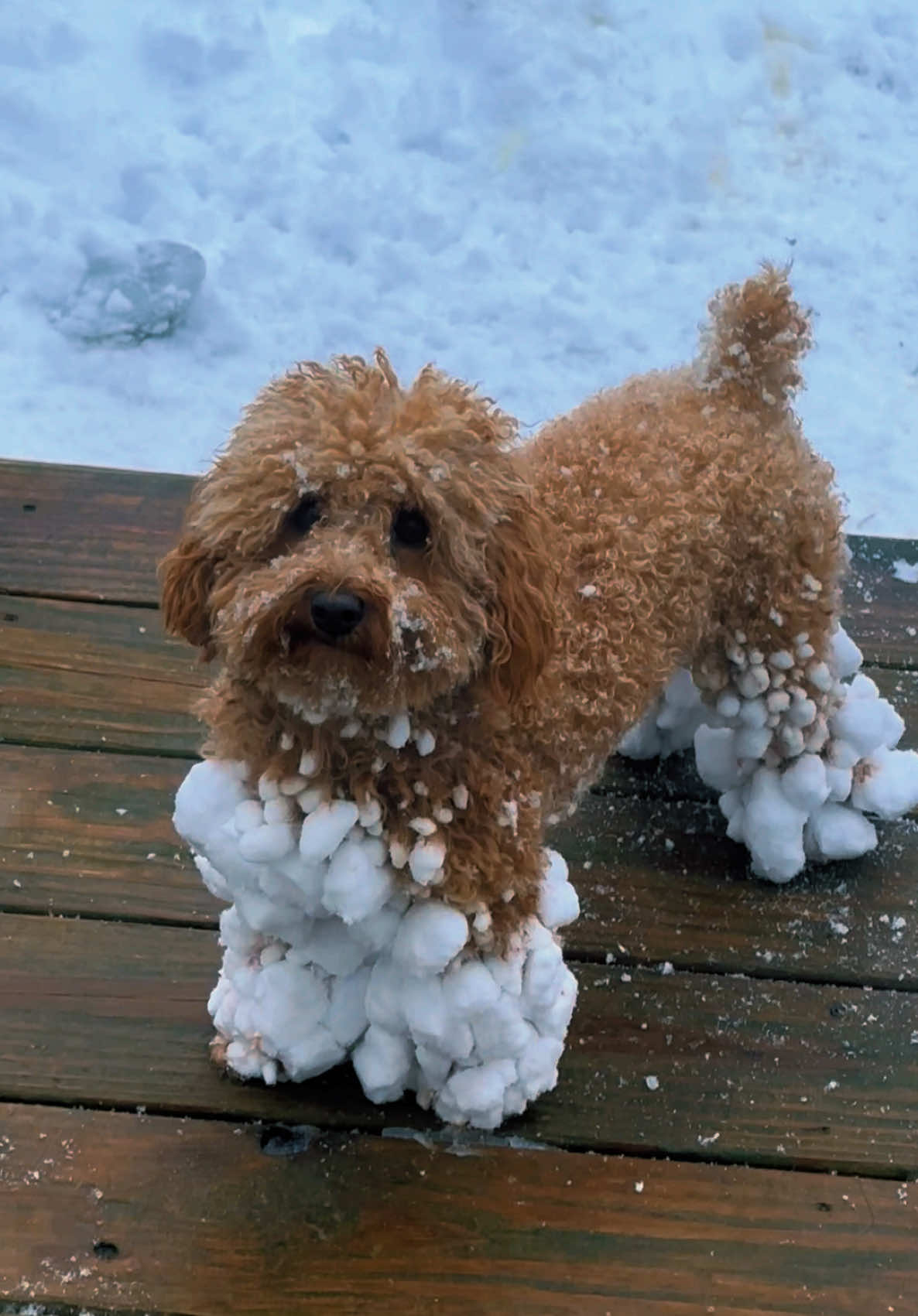 Uhh… well didn’t know poodle fur and snow don’t mix 😂 #snow #dogsoftiktok #poodle #snowday 