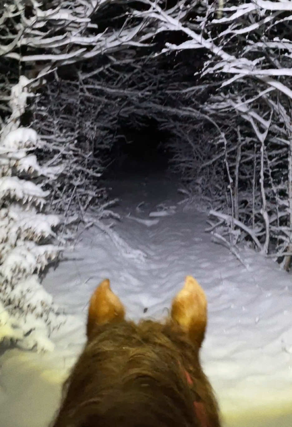 Winter night walk  #horse #carpathians #winter #horseriding #snow #night #walk