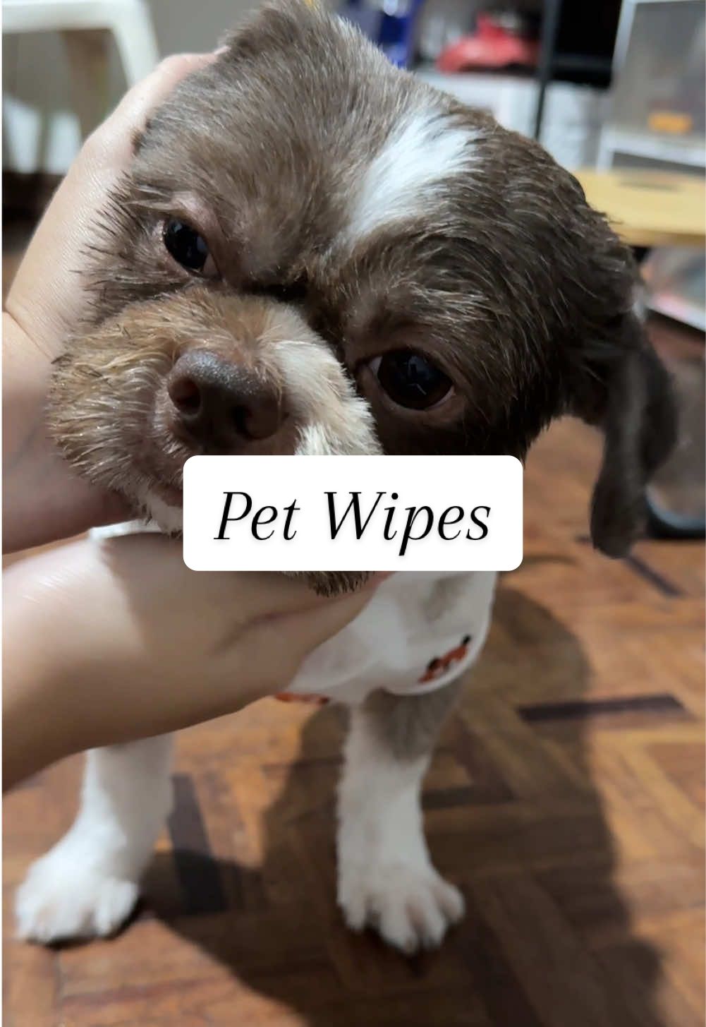 Trending pet wipes!! Recommended for your furbabies!! #asmr #recommendations #dogsoftiktok #shihtzu #fyp 