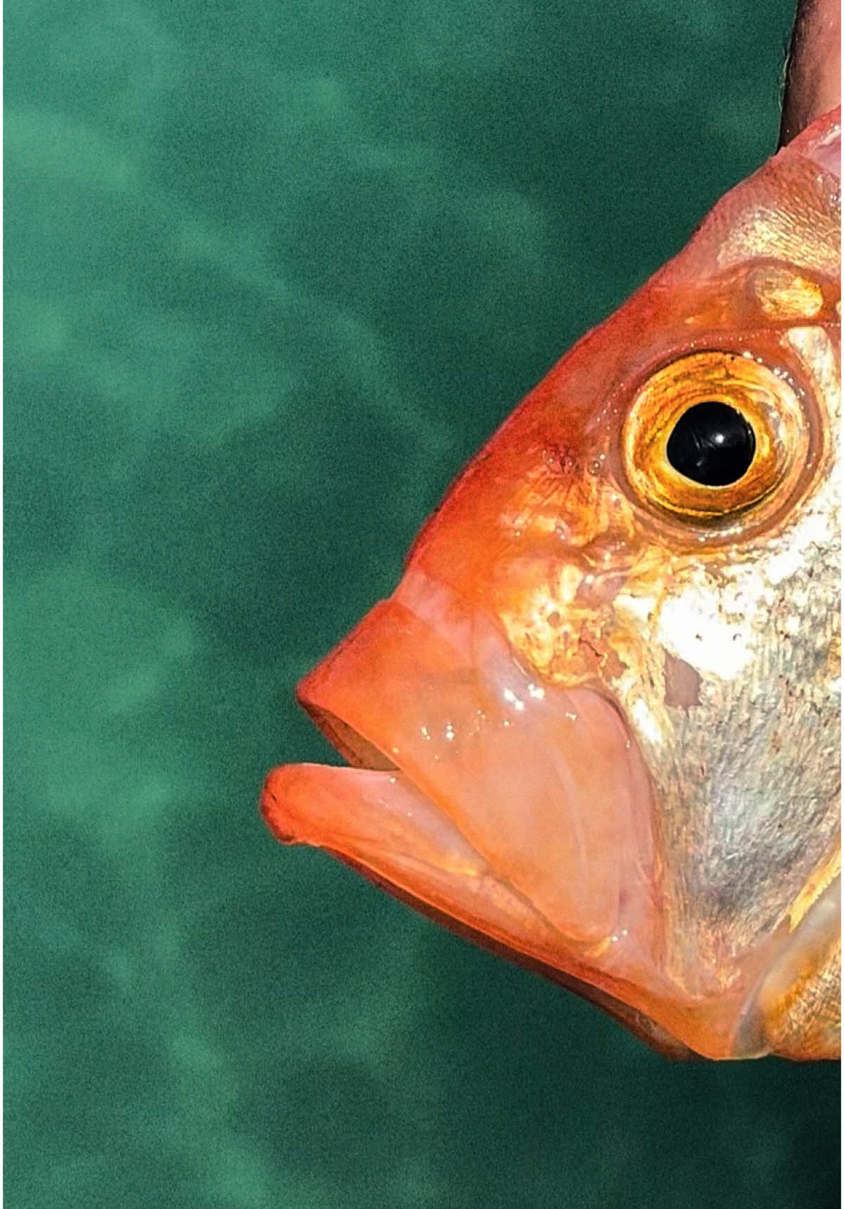 Straight out of the depths, this golden gem with a jaw that could swallow the sea. Nature’s design, nothing short of legendary.🔥 Meet Mr Long John Silver Dory!  #SorrentoFishing #FishingVictoria #MorningtonPeninsula #SorrentoVic #FishingCharters #OceanAdventures #FishingLife #VictorianFishing #AussieCharters #MelbourneFishing #FishingAustralia #SaltwaterFishing #BoatLife #ExploreMornington #MorningtonPeninsula #LongJohn 