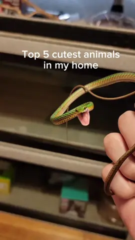 The top 5 cutest animals in my new house. #reptiles #venomoussnakes #animals #pets #cutepets 