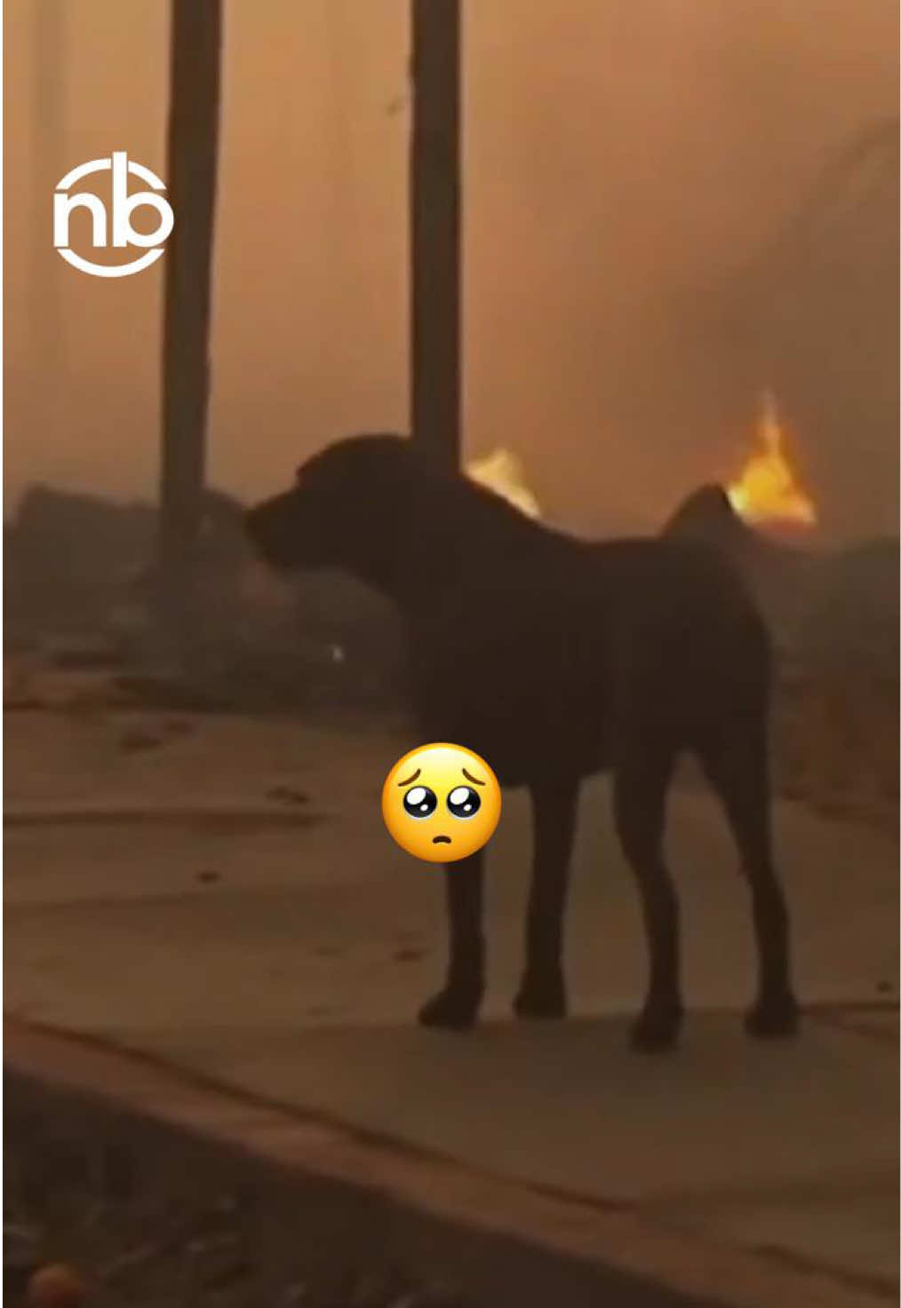 👩‍🚒Un bombero salva a un perrito abandonado que deambula solo por las calles en medio de los incendios en la ciudad de Los Ángeles. #nb #california #incendiosencalifornia 