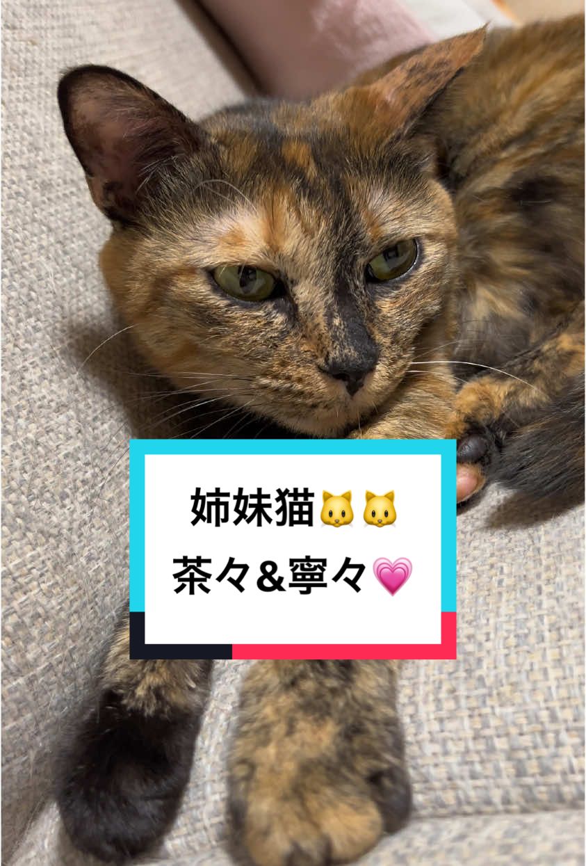 保護された時からずーっと一緒に居る姉妹猫、寧々と茶々☺️猫部の子になって3年たちました🤭💗 #tiktok猫部 #猫のいる暮らし #猫の日常 #麦わら猫 #サビ猫 #catsoftiktok #fyp 