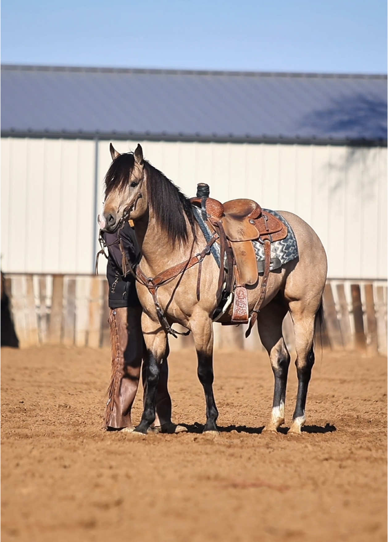 hello weekend 👋  . . . #quarterhorse #headhorse #heelhorse #stallion #buckskinhorse #buckskin #studhorse #ropehorse #horsetrainer #oklahoma #mrsassyfrenchman #cowboy 