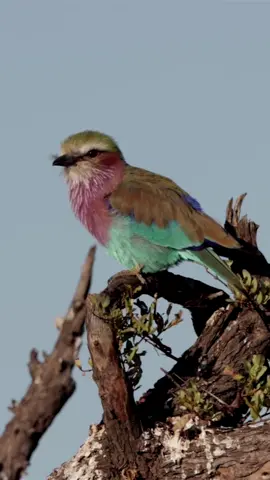 Lilac Breasted Roller 