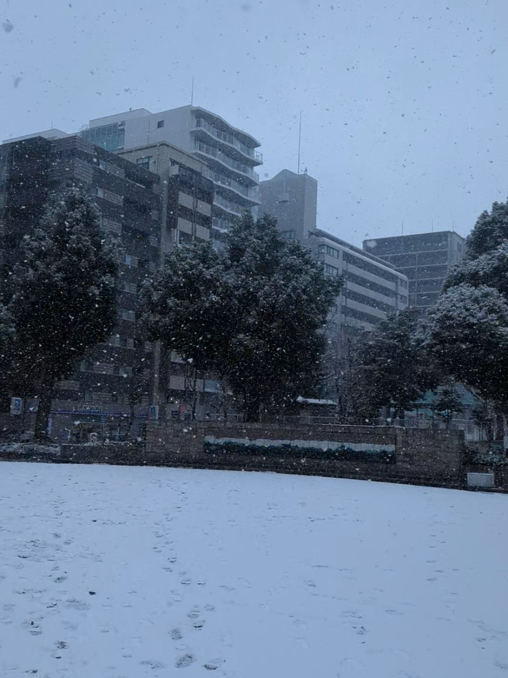Nagoya welcomed its first snowfall of the year! #fyp #foryou #japan #winter #snow #snowfall #2025 